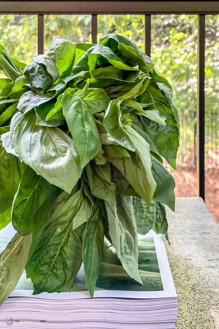 1-best-hack-for-how-to-store-basil-and-keep-it-fresh-the