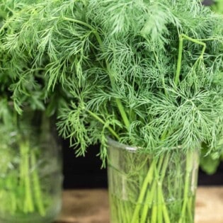 close up of fresh dill in a jar with water