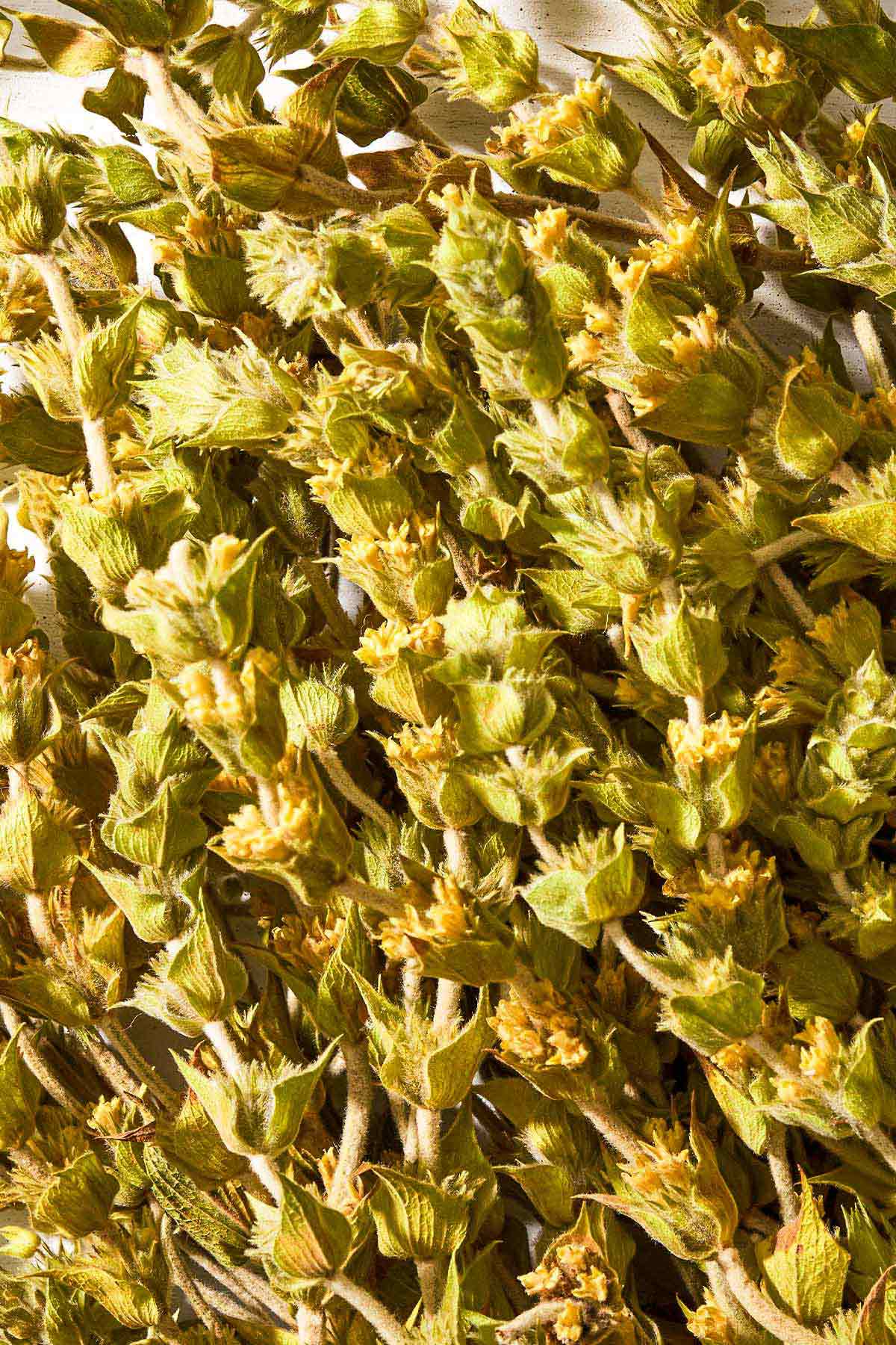 A close up of bunch of Greek mountain tea.