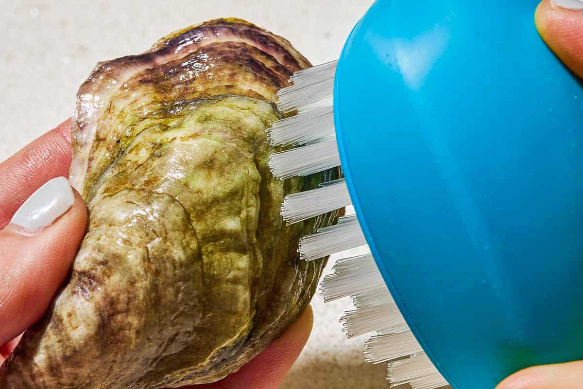 A close up of a whole oyster being cleaned with a stiff brush.