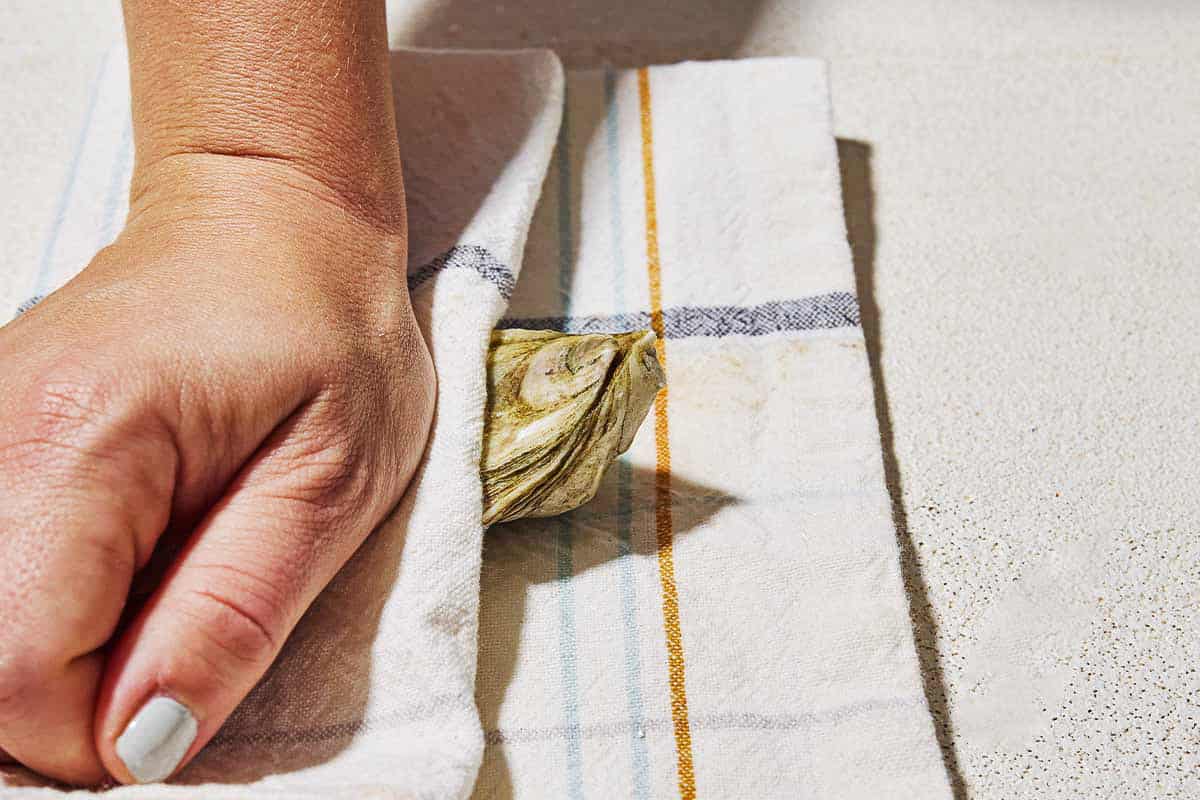 A close up of an oyster being sandwiched in a kitchen towel, about to be shucked.