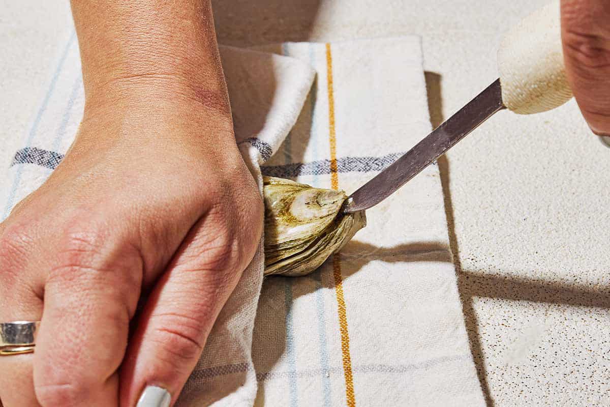 A close up of an oyster being sandwiched in a kitchen towel being shucked with an oyster knife.