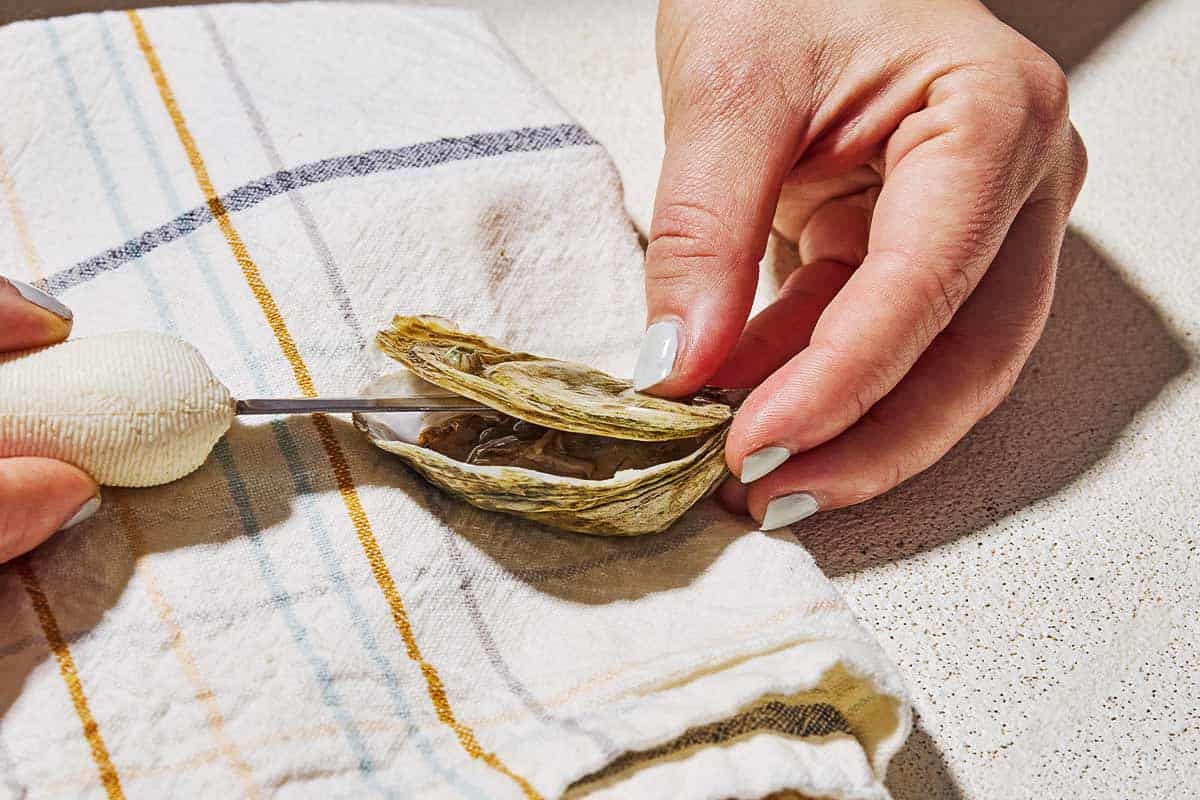 A close up of an oyster being shucked with and oyster knife.