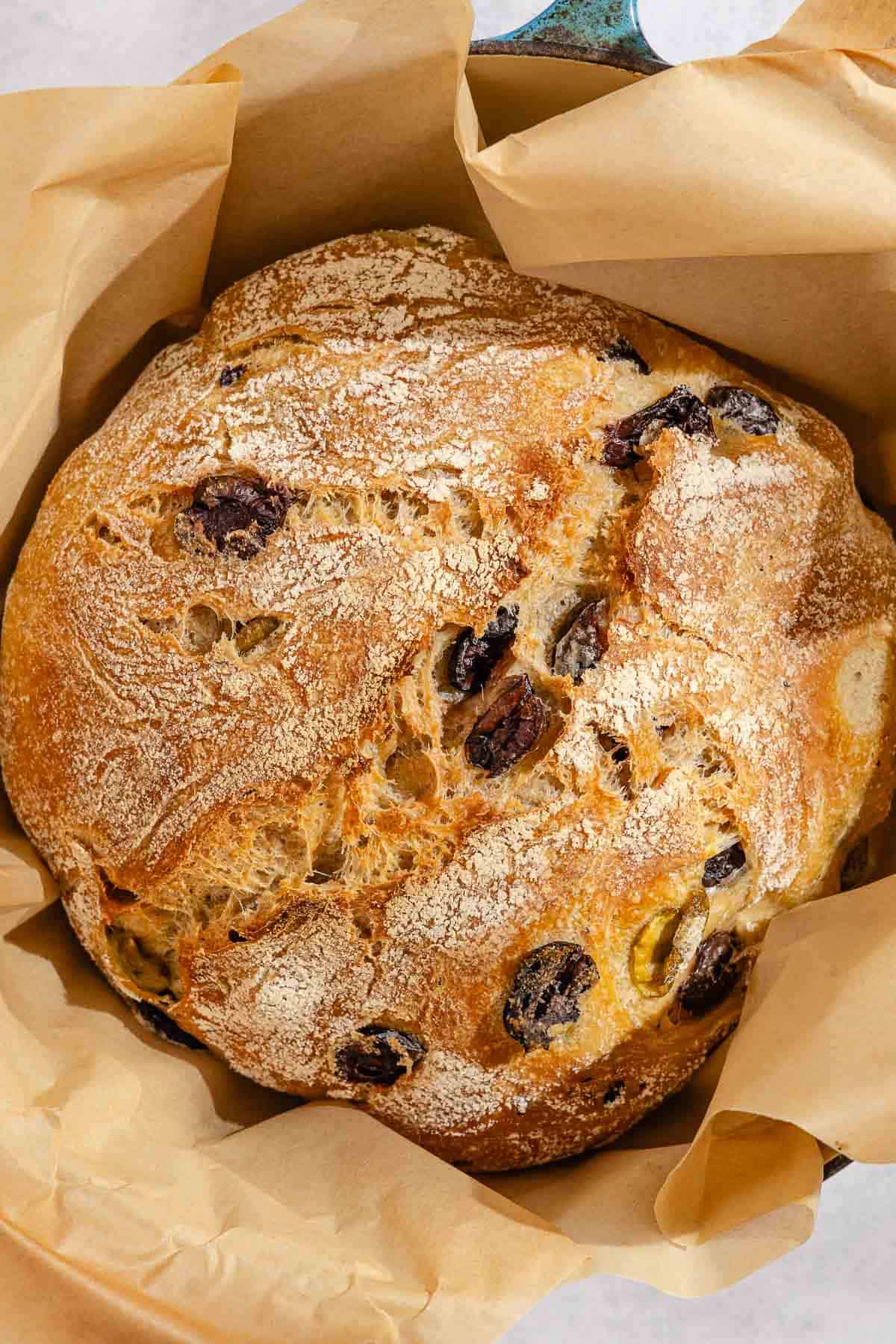 An overhead photo of a baked loaf of olive bread in a parchment lined dutch oven.