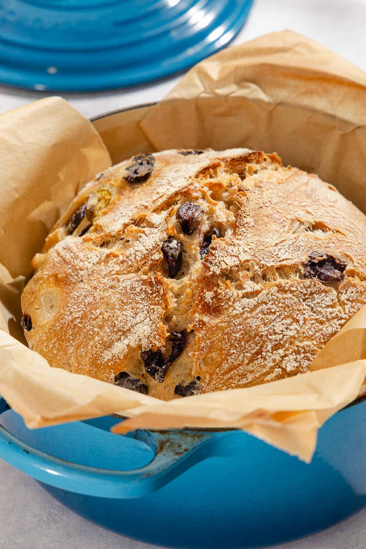 A close up of a baked loaf of olive bread in a parchment lined dutch oven.