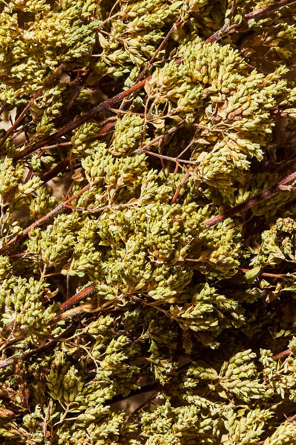 A close up of Greek oregano.